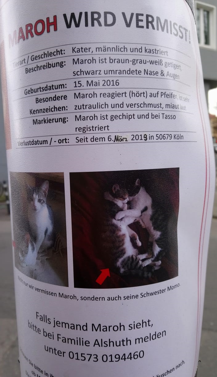 Katze Vermisst Köln